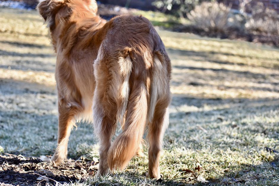 Dogs that cannot hold their tails upright