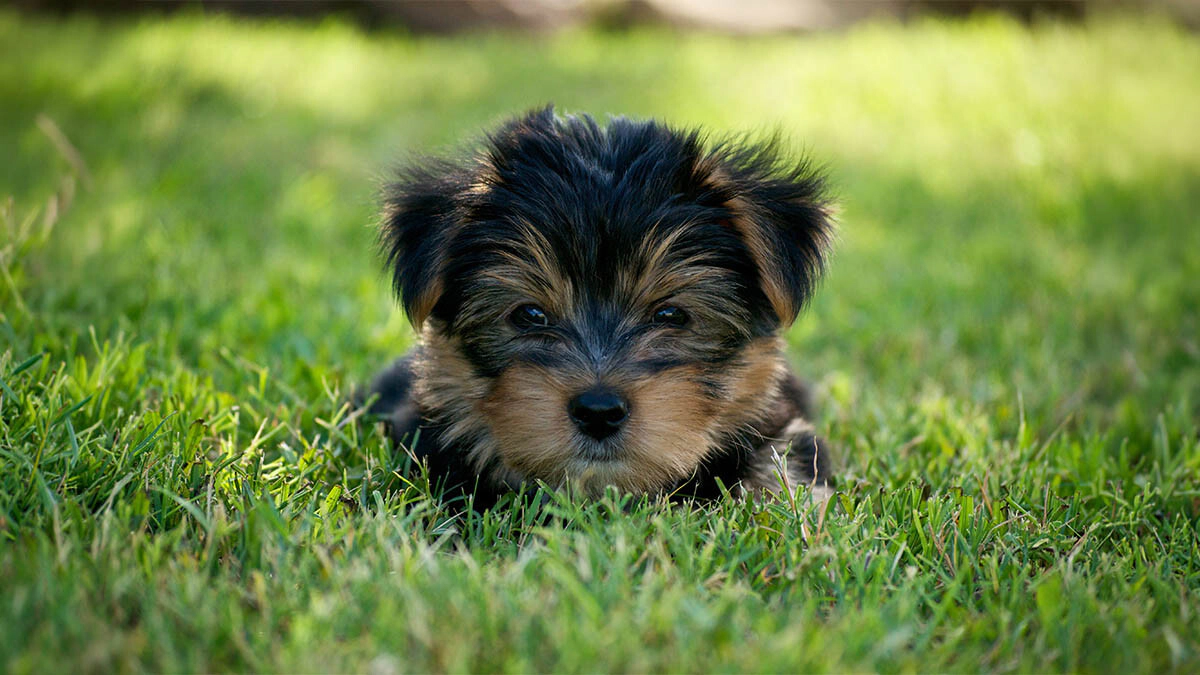 Comprehensive Guide to Morkie Dog Care, Feeding and Training