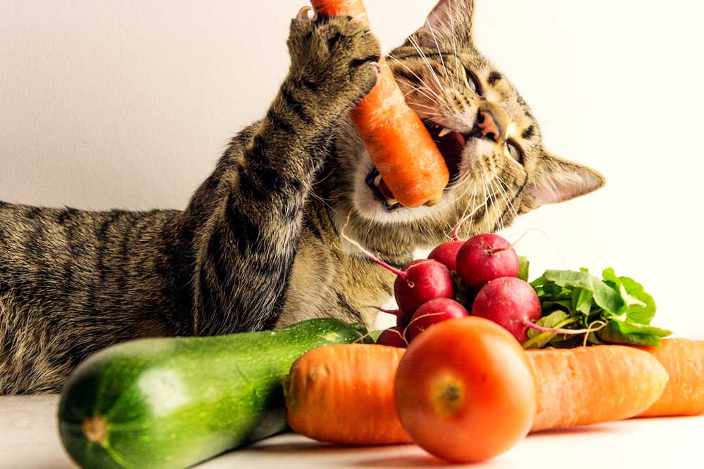 cat eating carrots