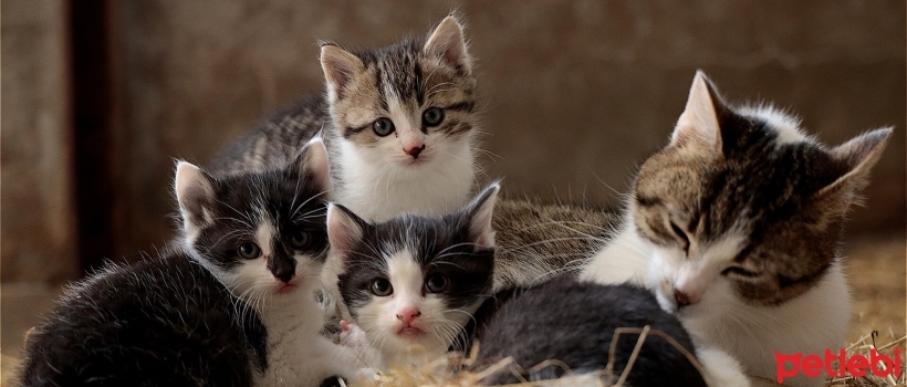 Difficult Birth and Cesarean Section in Cats