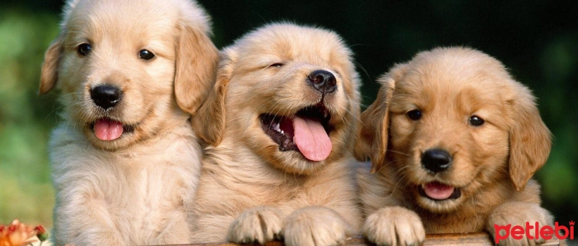 Ways to Make Puppies Happy