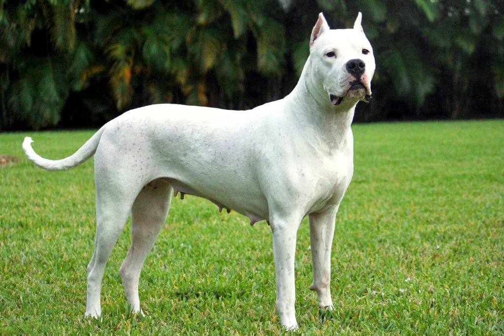 Large white dog standing on the grass