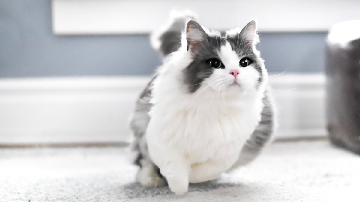 White-grey furred Munchkin cat