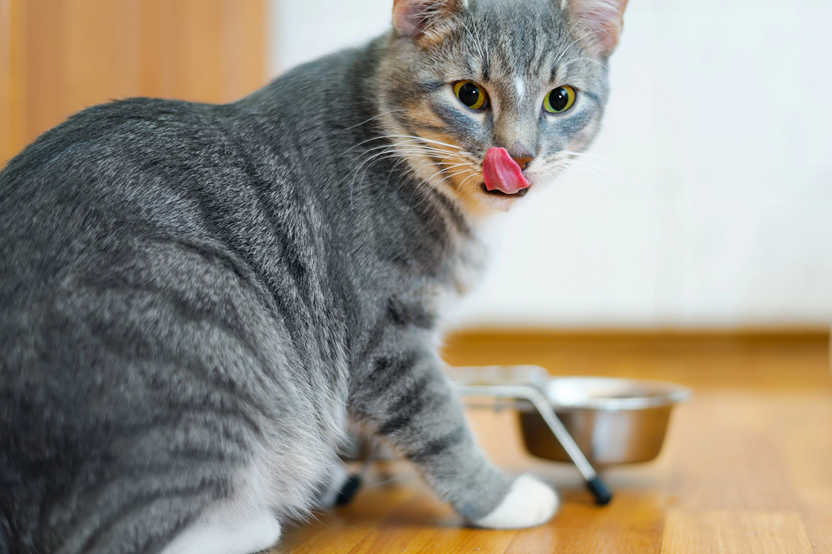 mama yedikten sonra yalanan kedi