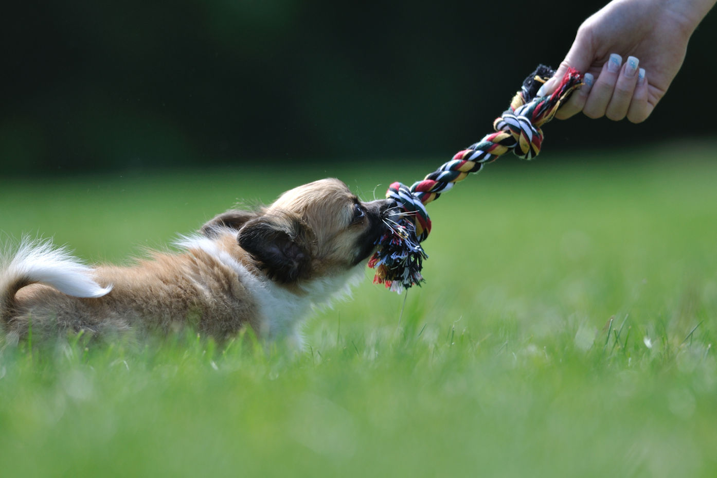 Tug of war
