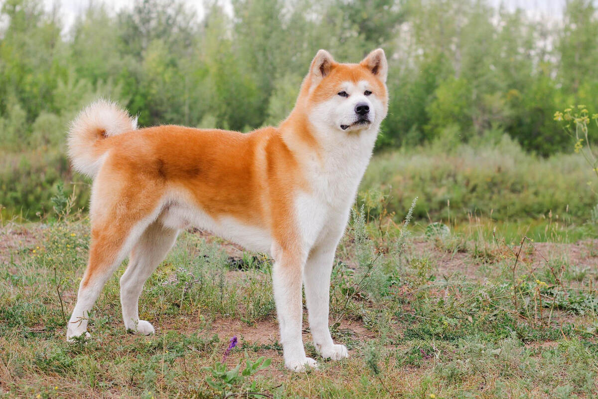 Akita standing in the garden