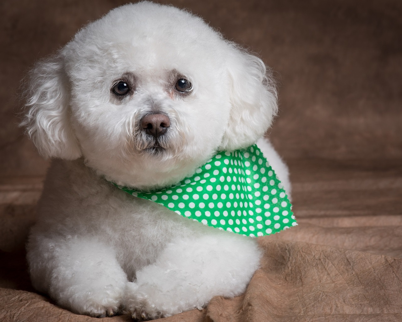 Bichon Frise dog breed