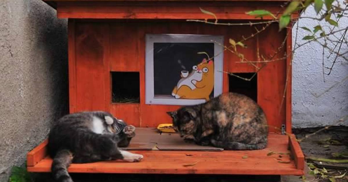 Street cats in a red cat house