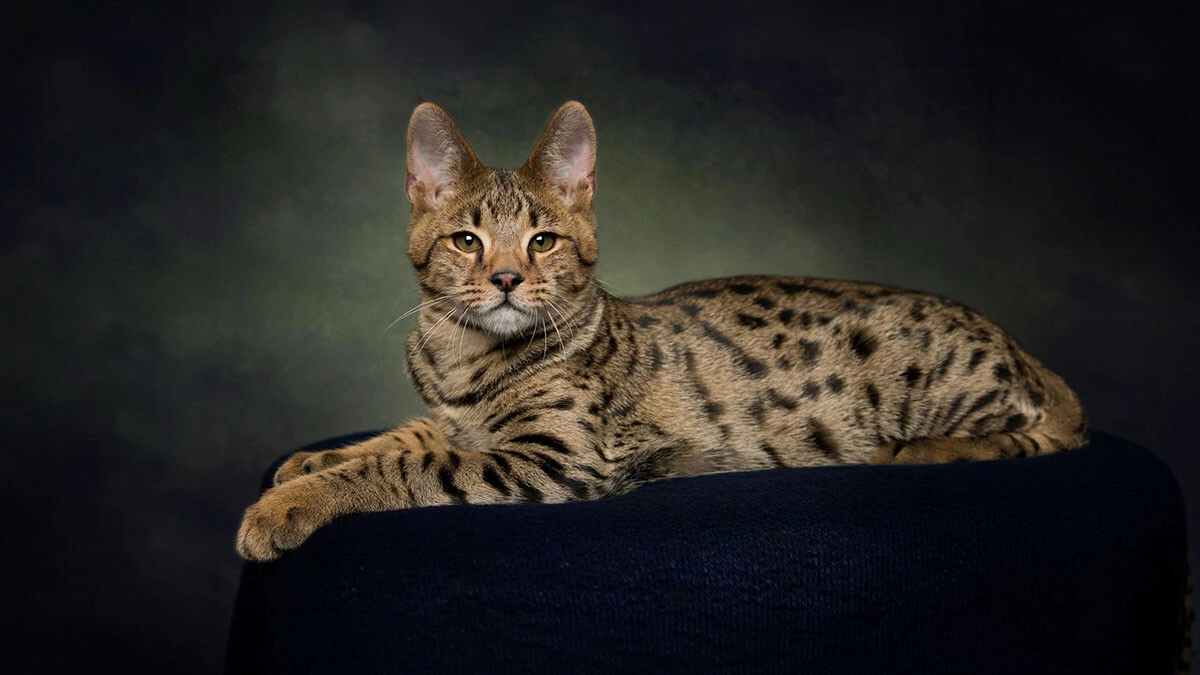 Savannah Cat Characteristics, Care and Temperament