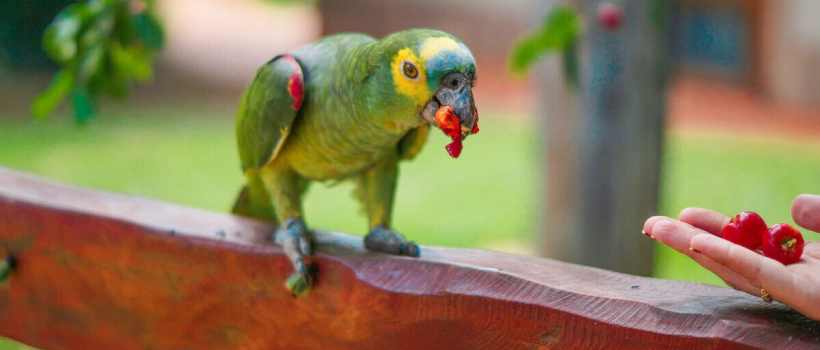 What Do Parrots Eat, What Do They Feed On?