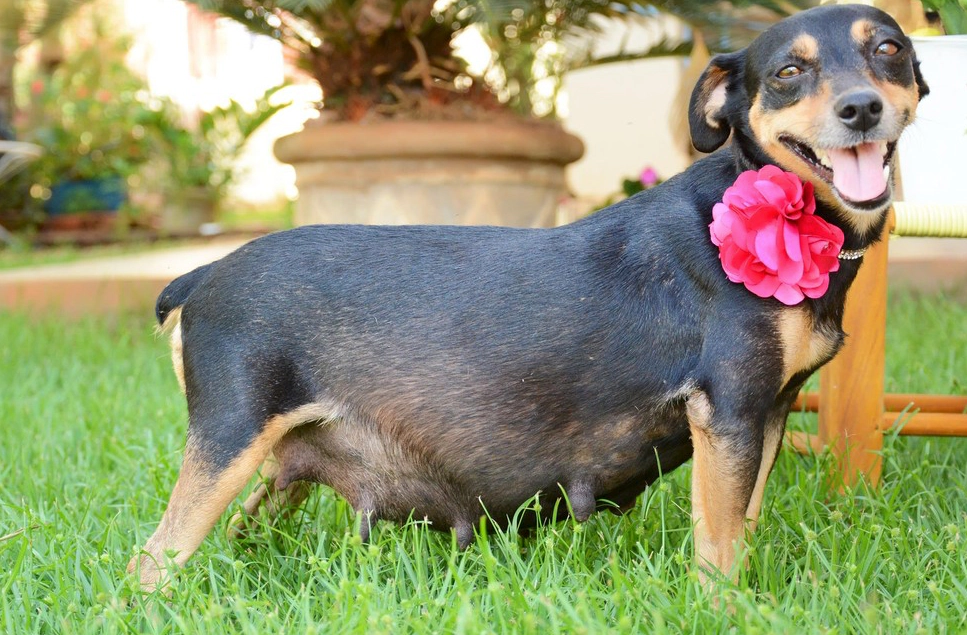 dog with flowery collar