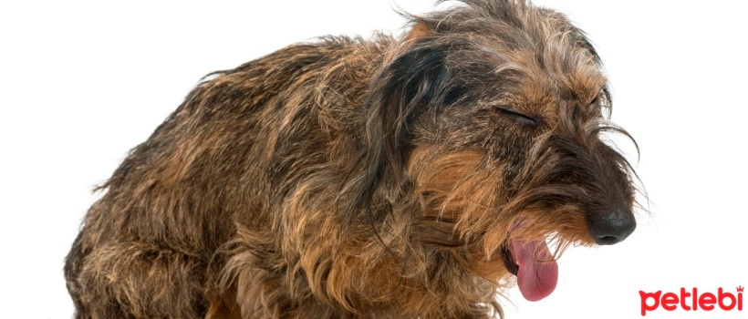 Bordetella in Dogs
