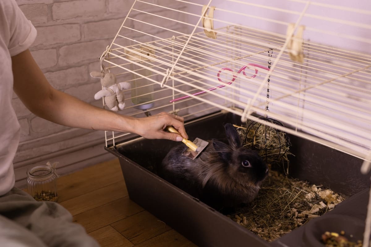 rabbit having its fur combed while sitting in its cage
