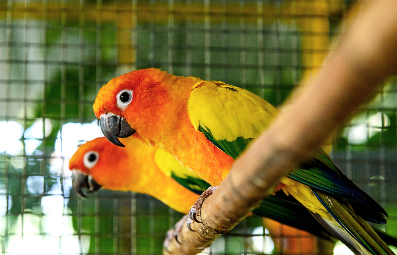 Parrots perched on a branch