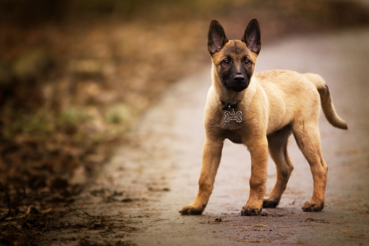 Belgian Shepherd puppy standing on the road