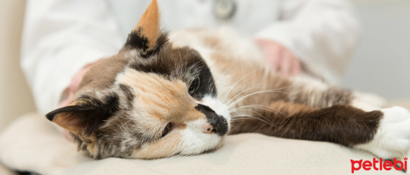 Zinc in Cats: Deficiency and Excess
