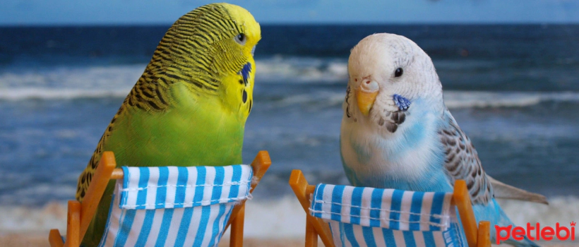 Ways to Make Birds Happy