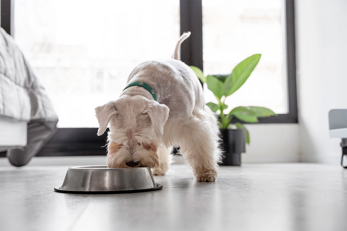 White, small breed dog eating food