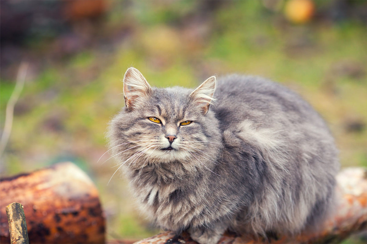 Gray cat sitting in an open field