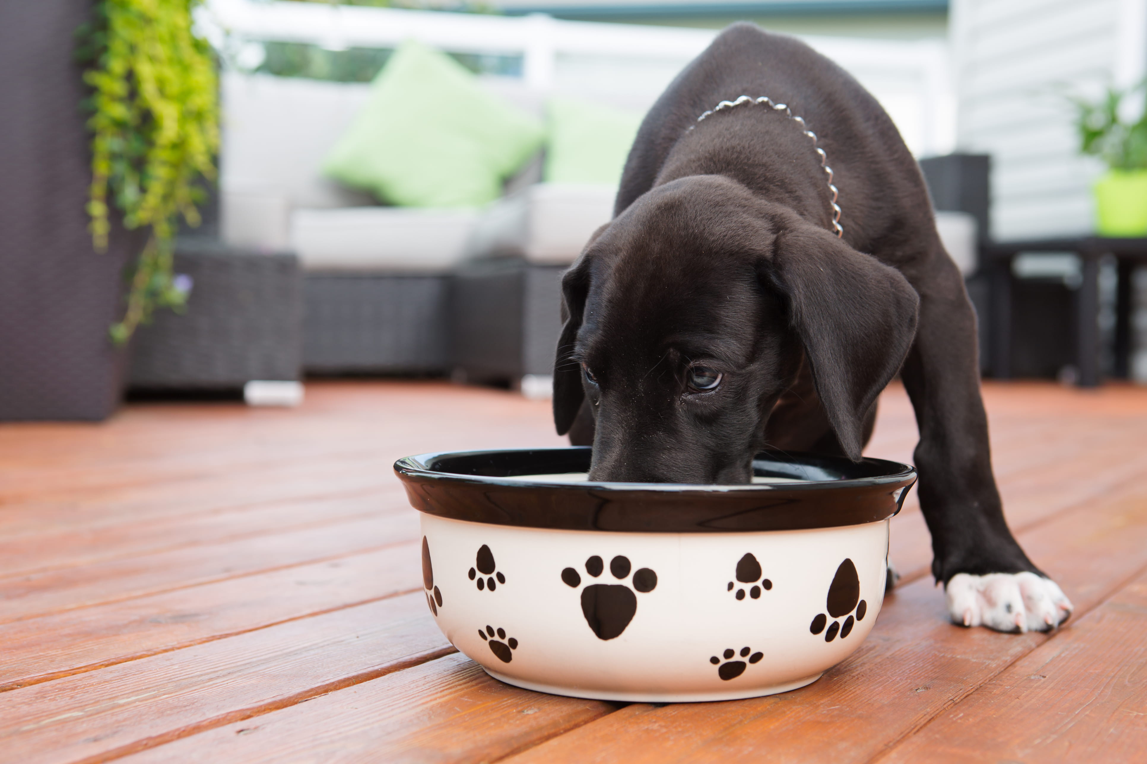 Black dog eating from a food bowl