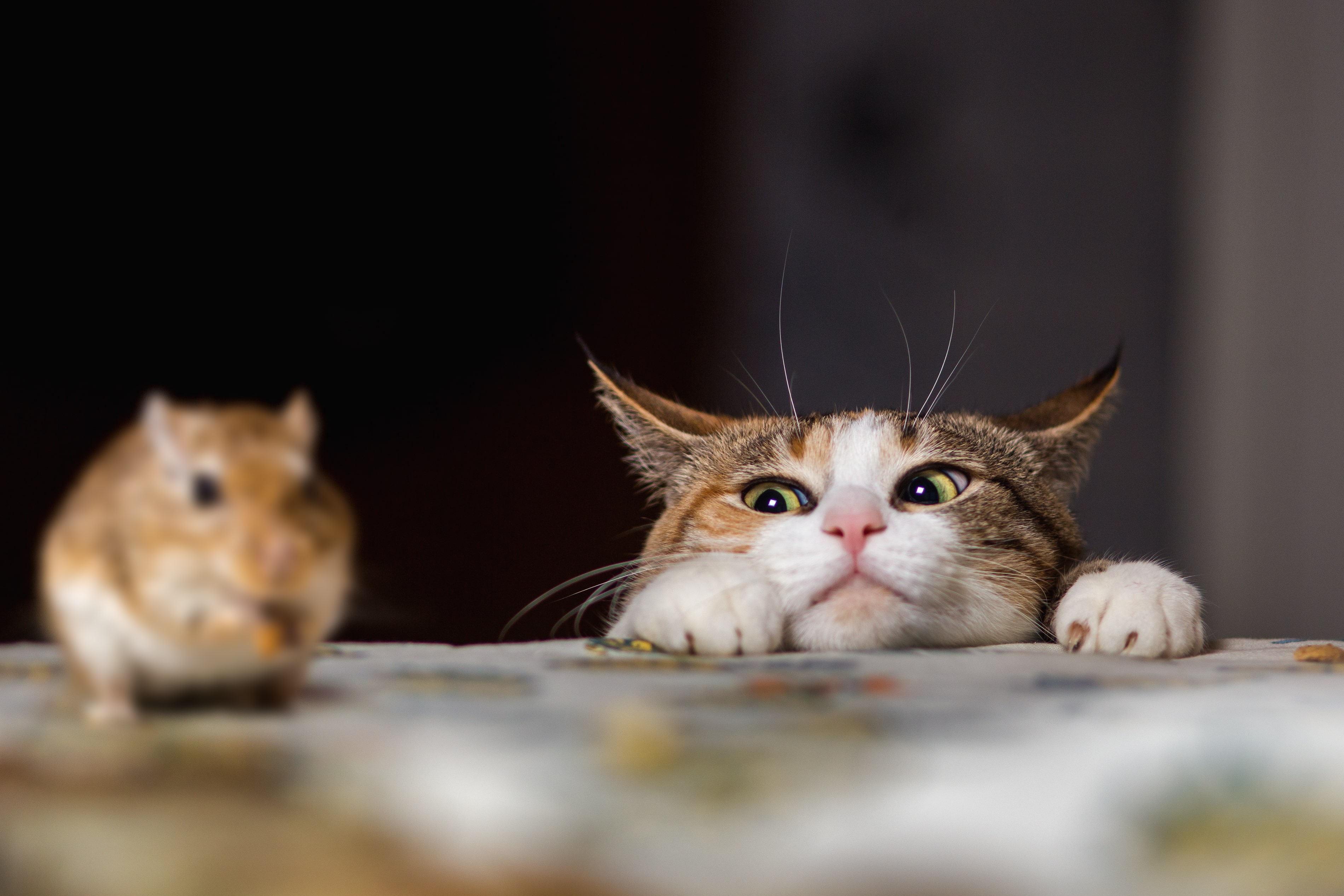 A cat looking at a mouse on the table