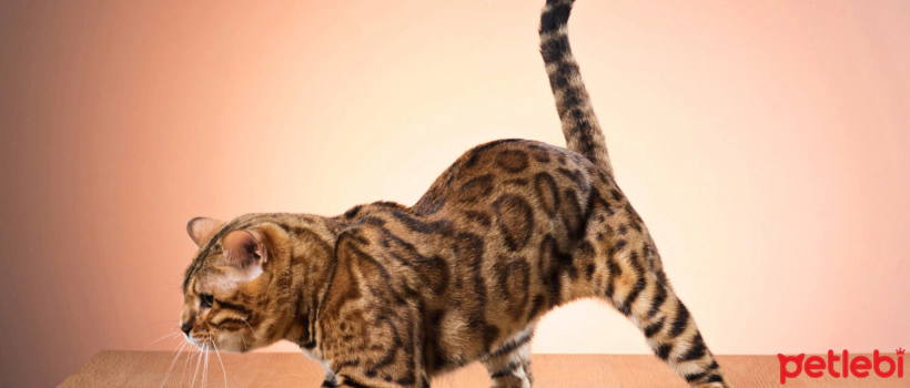 How Are Cats So Agile? The Role of the Nervous System