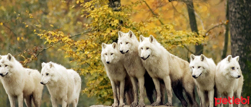 When Were Dogs Domesticated?