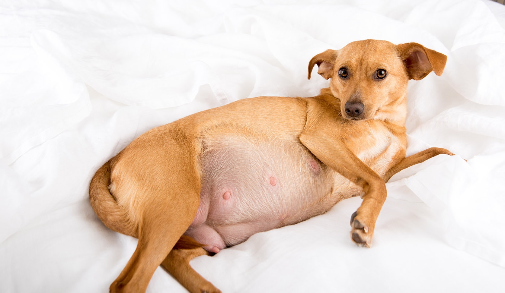 pregnant dog