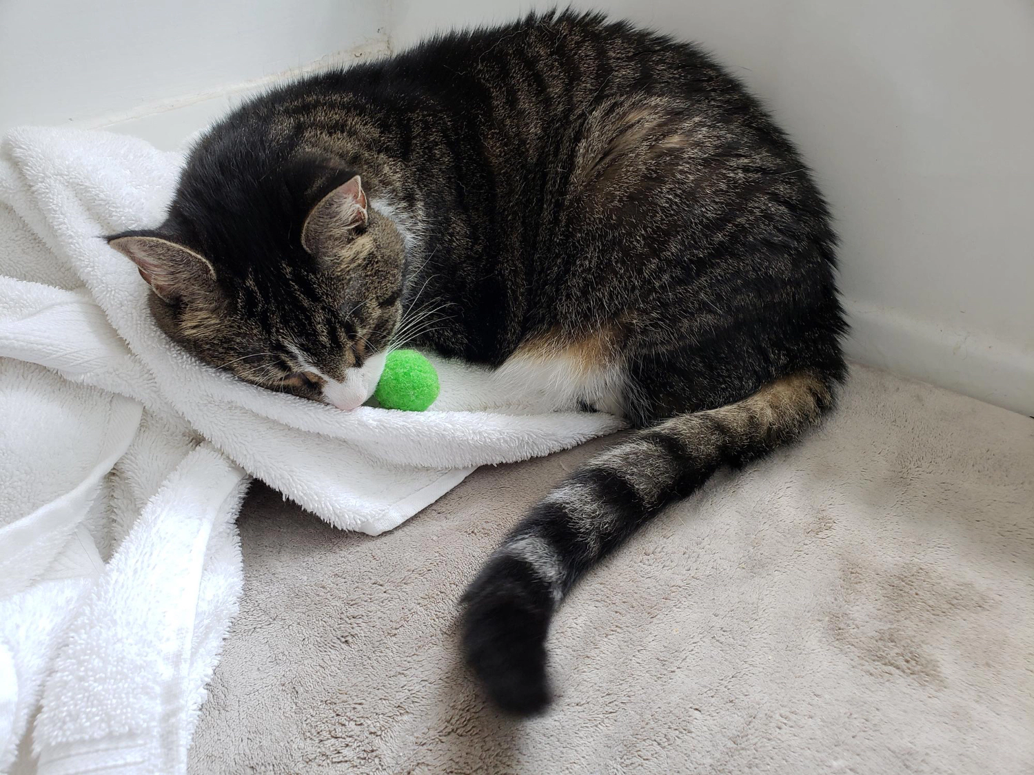 Cat lying on a towel with its toy