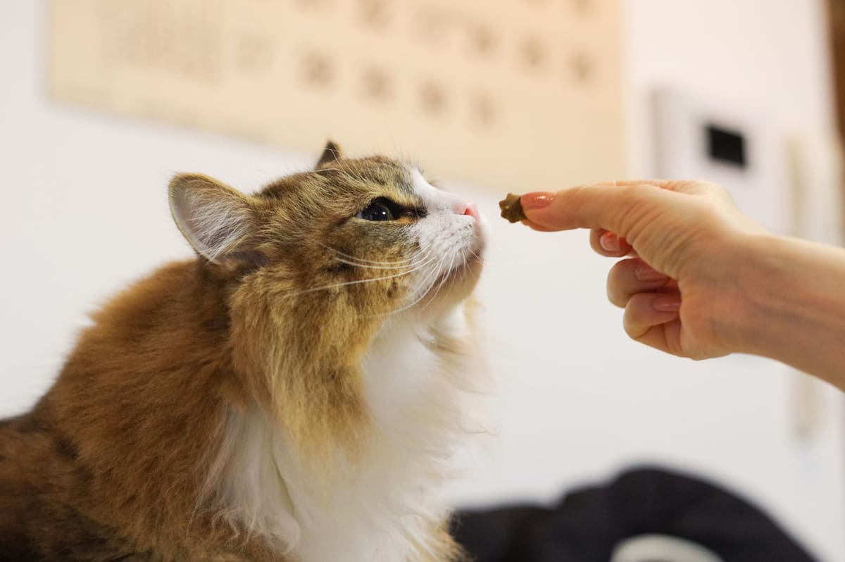 Long-haired cat sniffing treat