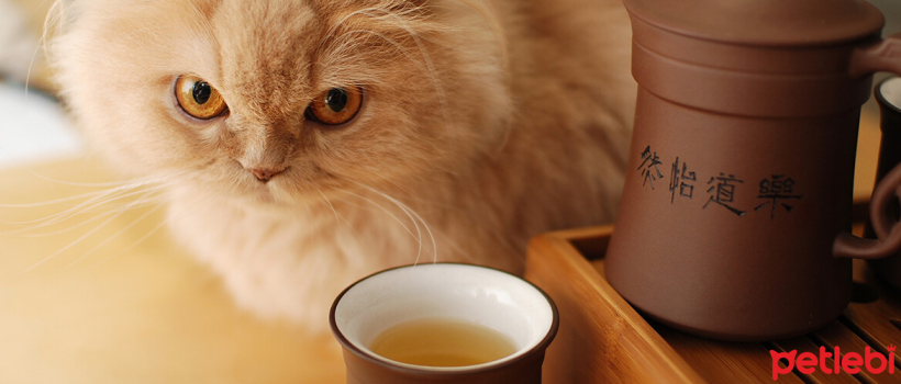 Do Cats Drink Tea?