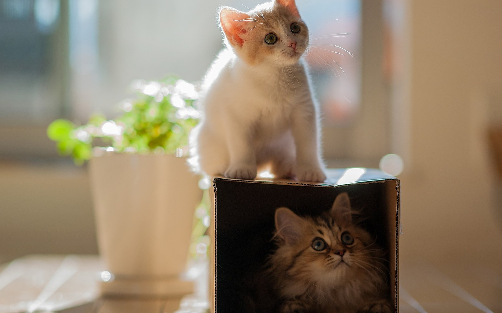 Kitten on a long-haired cat in a box