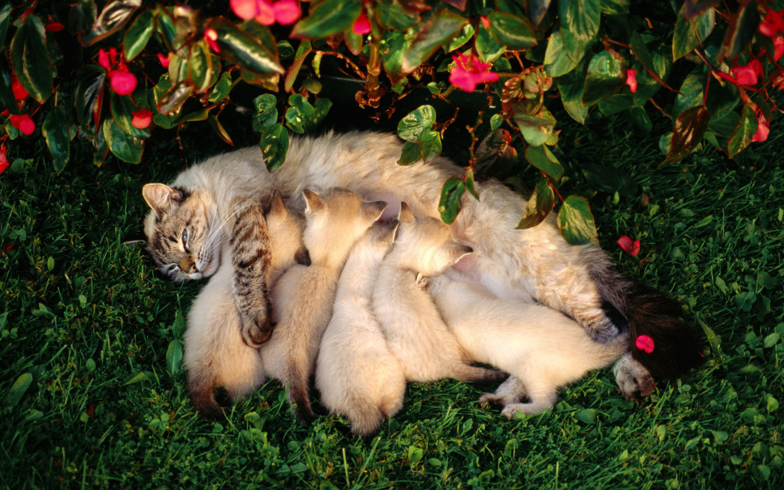 Cat nursing kittens