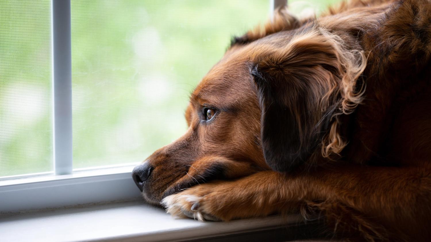 An unhappy dog looking out the window