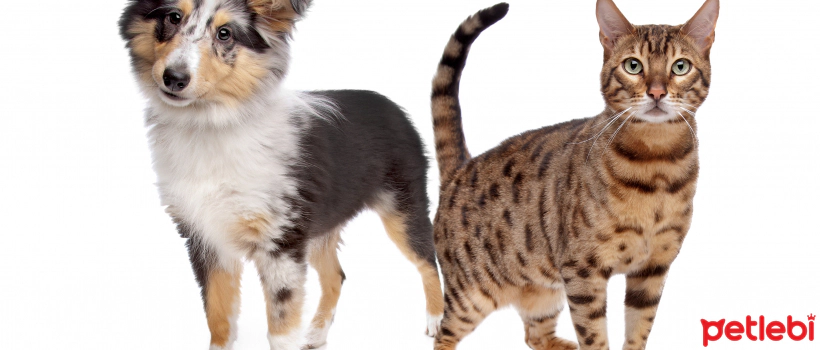 What are the Benefits of Taurine for Cats and Dogs?