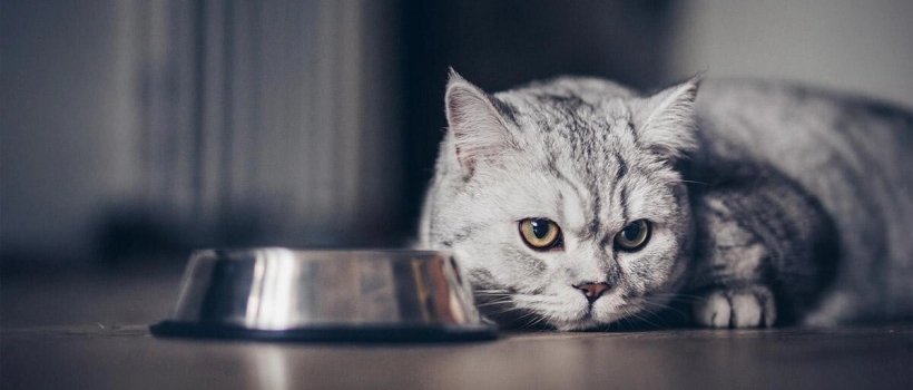 My Cat Isn't Eating and Is Lethargic: Causes, Symptoms, and Solutions