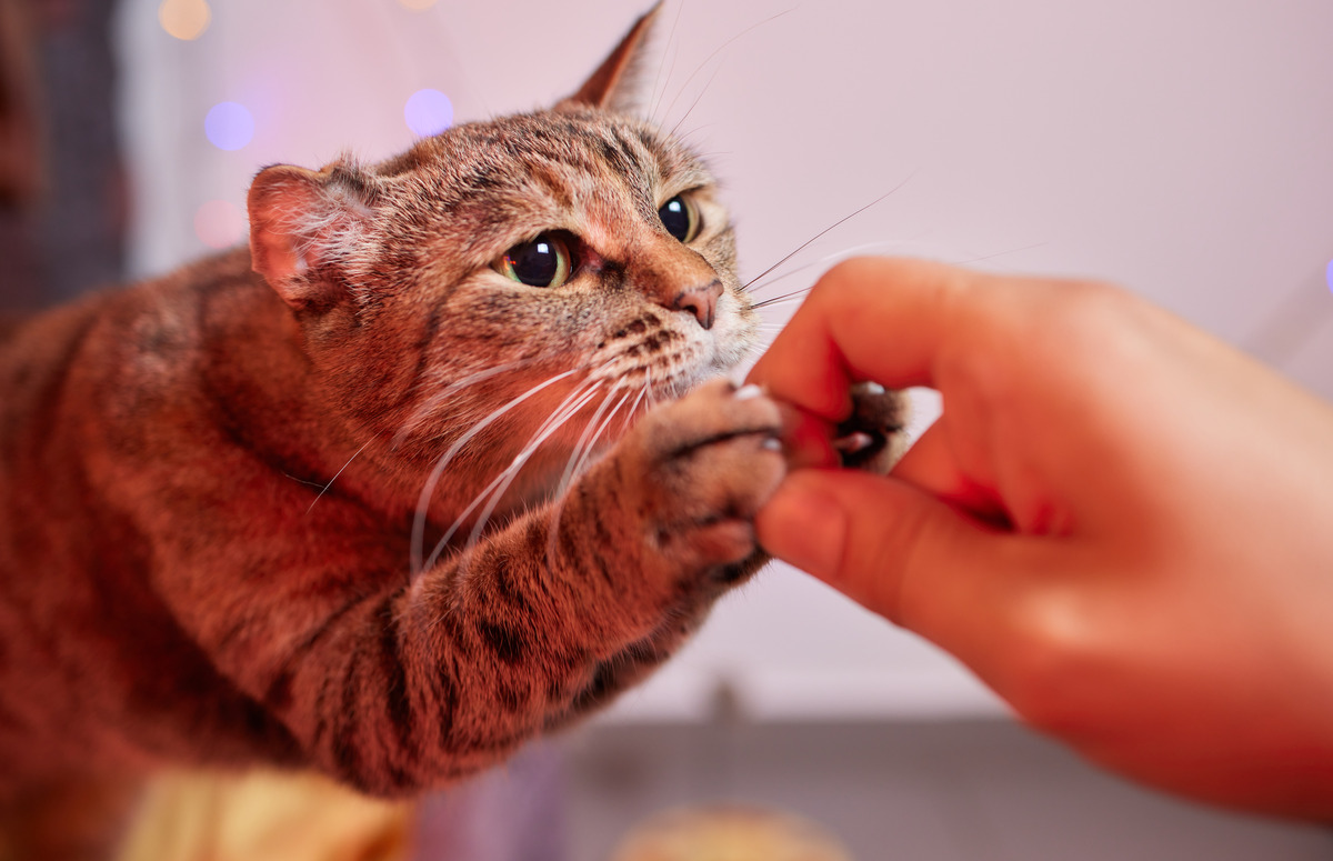 A cat receiving a treat from its owner