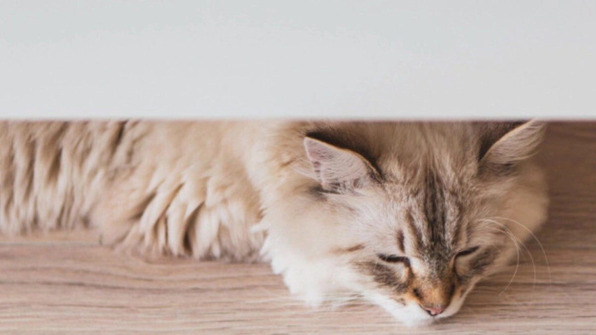 Why Do Cats Vomit? Methods to Prevent Vomiting in Cats