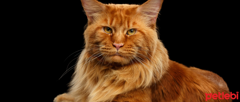 Top 10 Most Loyal Cat Breeds