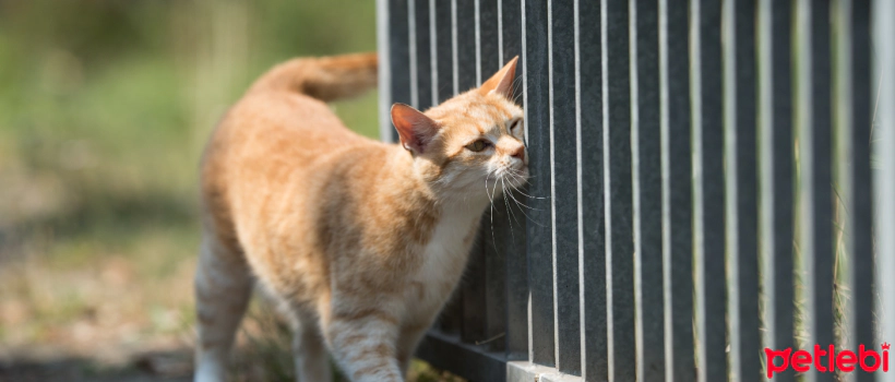 The Effect of Pheromones in Cats