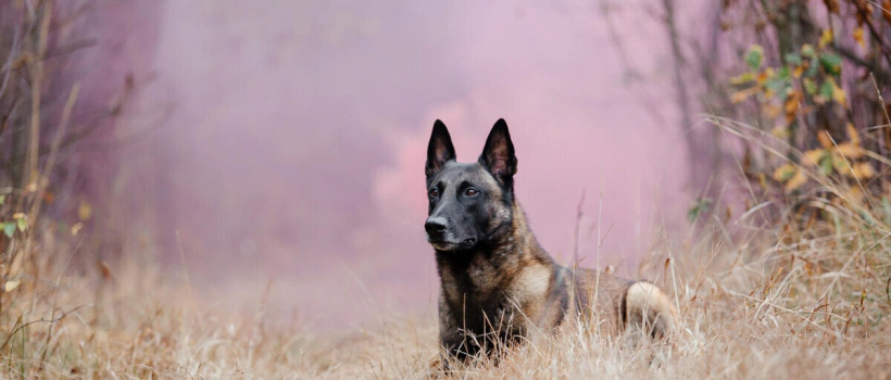 Belgian Shepherd Dog (Malinois) Characteristics, Care and Feeding