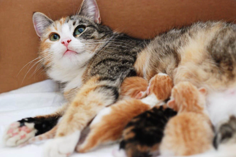Mother cat nursing kittens