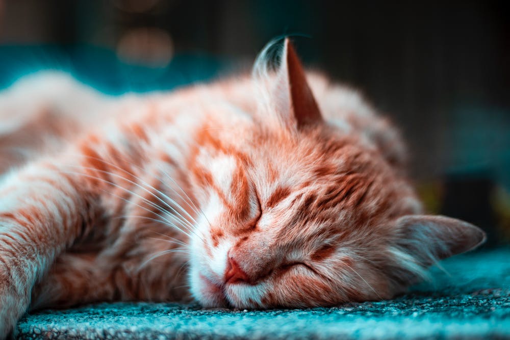 Cat sleeping on the floor