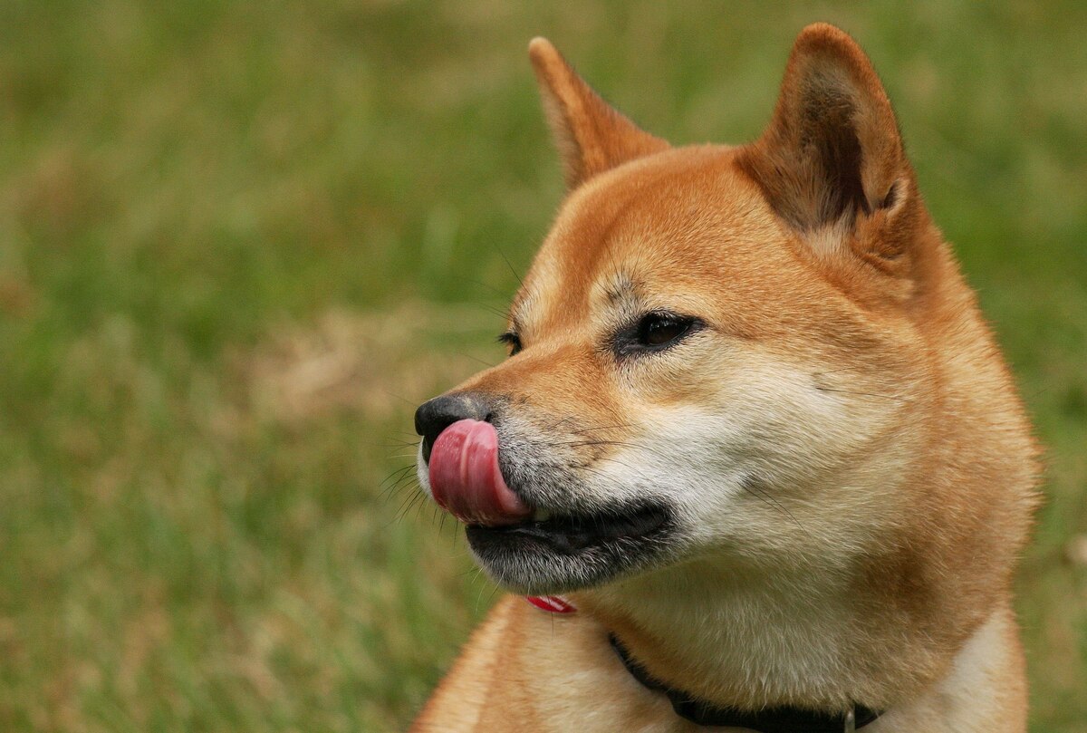 Shiba Inu licking itself