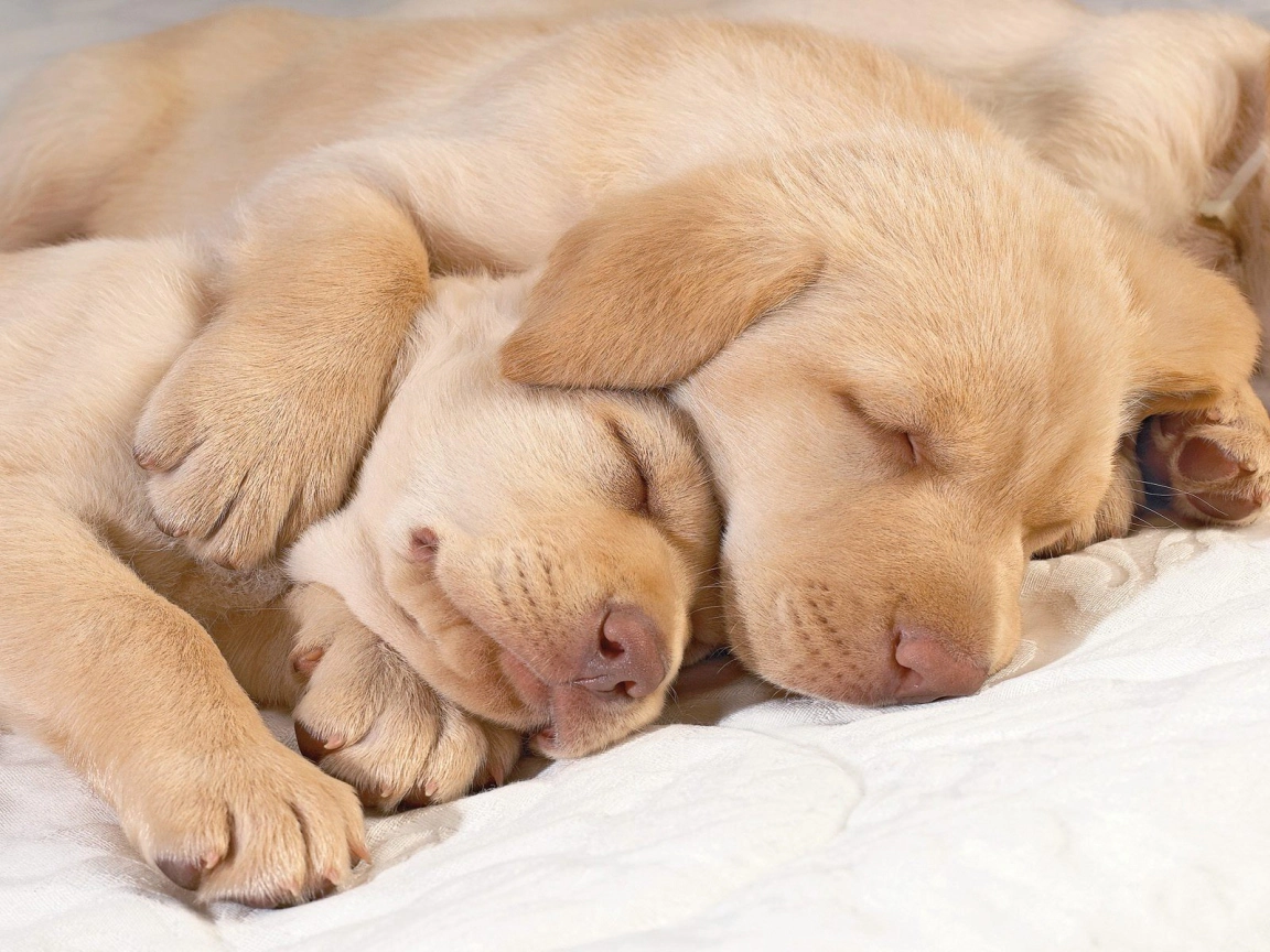 Two dogs sleeping together