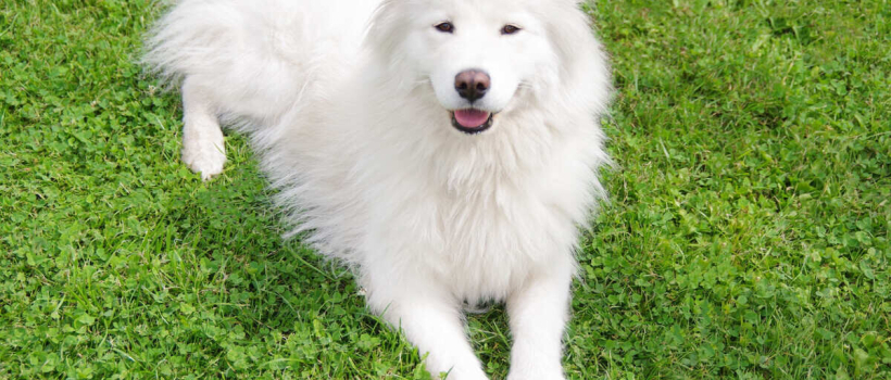 Samoyed Dog Characteristics, Care and Feeding