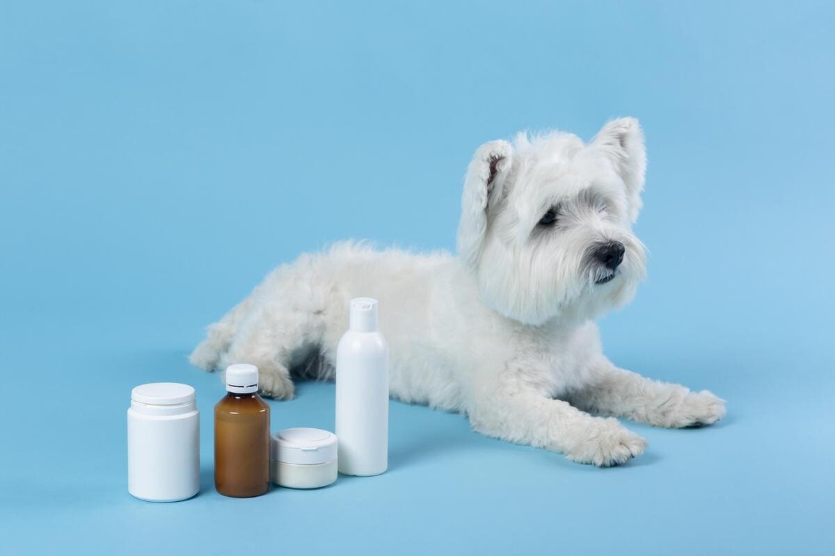 A white-furred dog standing next to products such as creams, medicines, and ointments