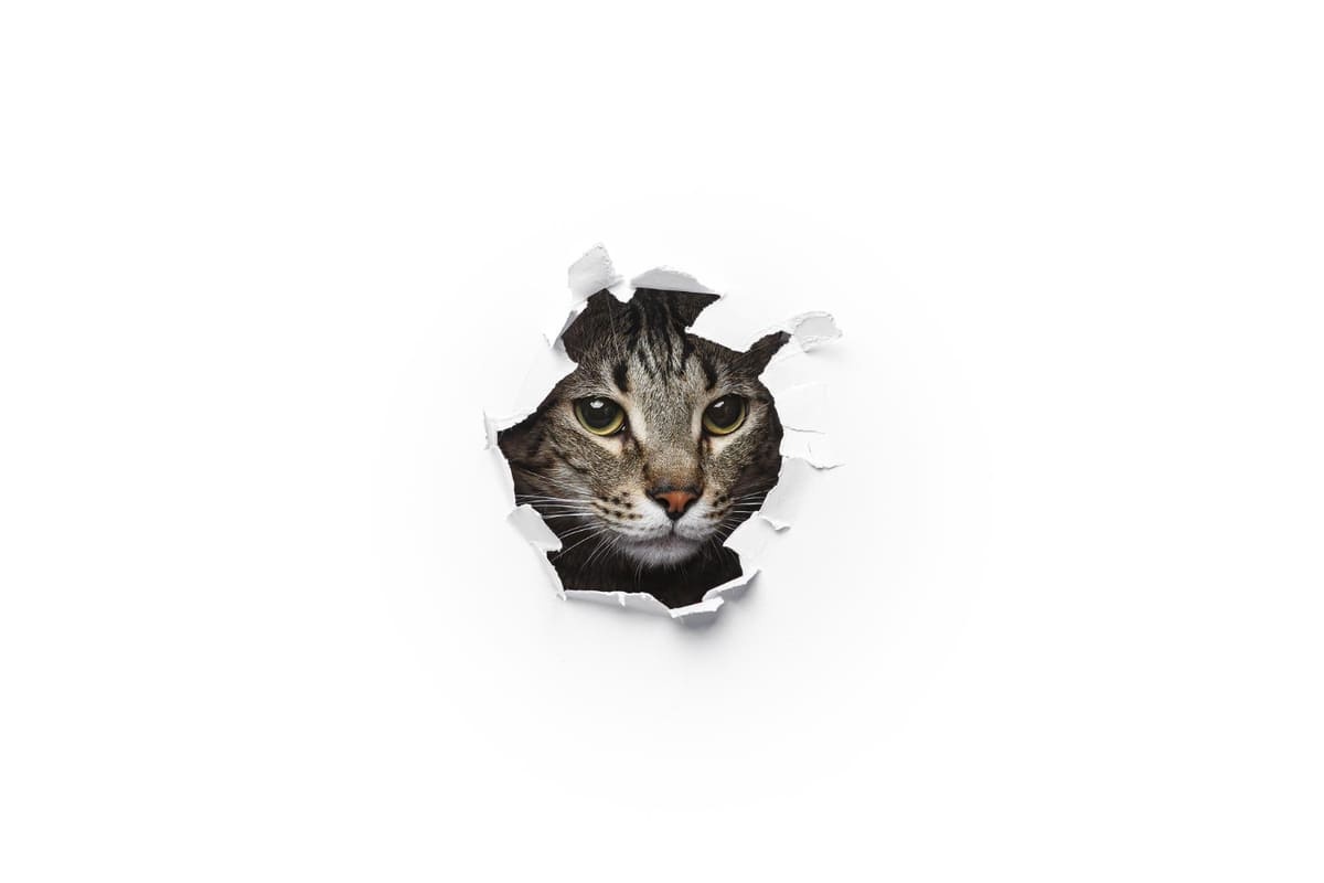 Tabby cat sticking its head out from under the white floor
