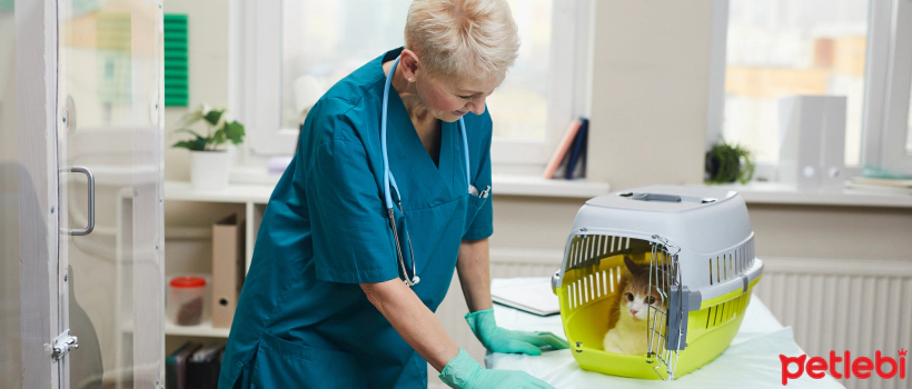 Symptoms and Natural Treatment Methods for Stomach Chills in Cats