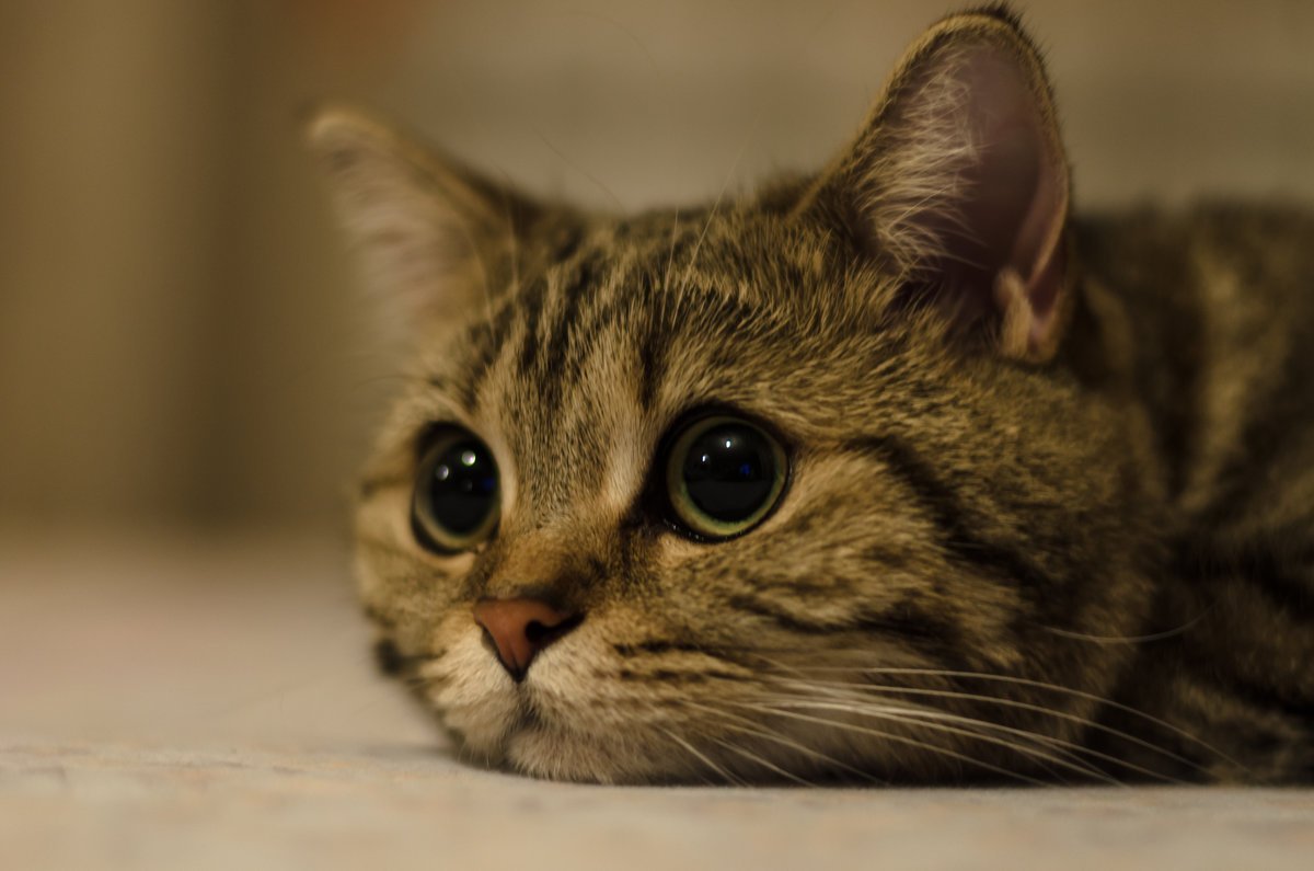 Cat lying on the floor